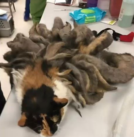 The animal found by police revealed the worst case of neglect they had ever seen — what followed broke the hearts of even the most seasoned officers and shocked the entire community.