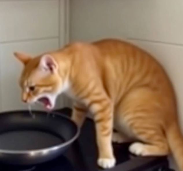 The cat kept screaming endlessly in the kitchen: the owner was about to swat him with a rag, but the cat wasn’t crying out for no reason…