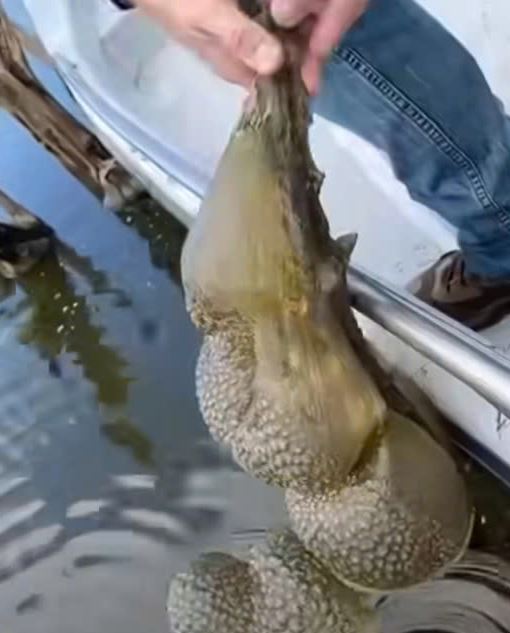 Scientists Identify Mysterious Jelly-Like Blobs in Oklahoma Lake as Ancient, Harmless Organisms
