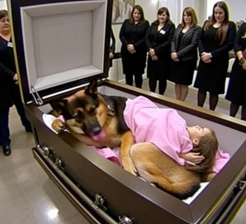 A German Shepherd refused to leave a little girl’s coffin—what happened next stunned everyone. The funeral