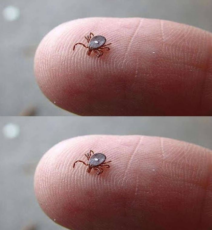 Lone Star Tick Bite: What It Means and What You Must Do Immediately