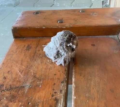 The interns find the little animal with its eyes «frozen closed» and pull it out of the snow. This is what it was.