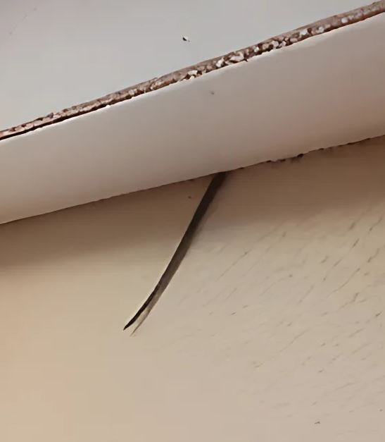 The man noticed something very strange sticking out from the ceiling; he was terrified when he realized what it was.