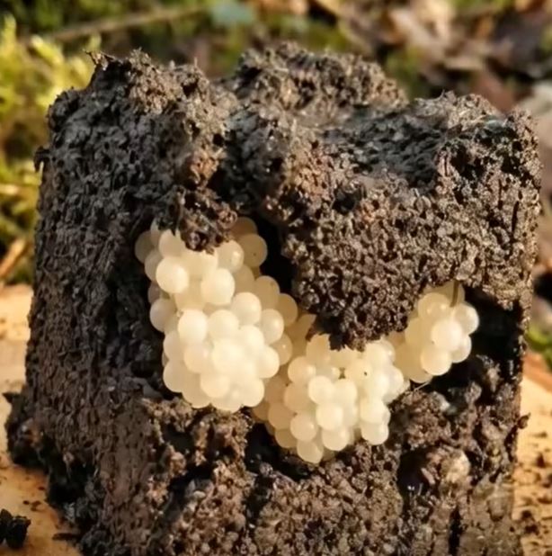 What I Found in My Garden Looked Like Pearls and Then I Realized What It Really Was