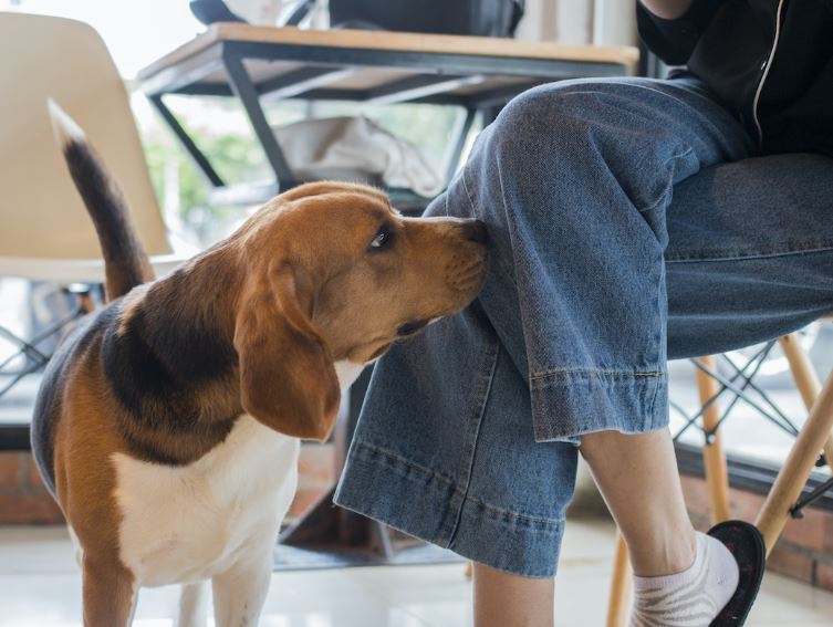 Did you know that if a dog sniffs your private parts it’s because you have…